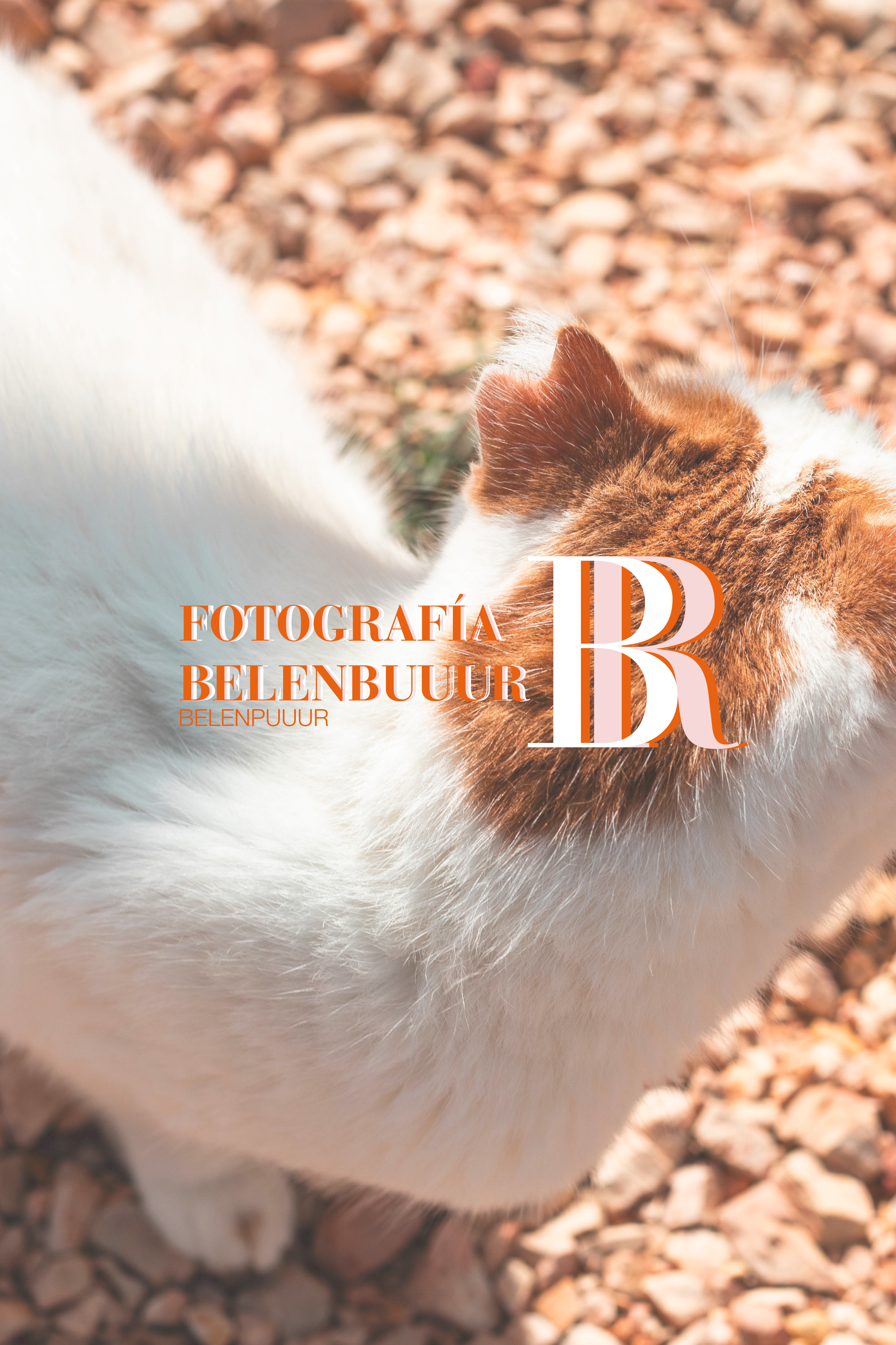 Fondo Hero Belenpuuur